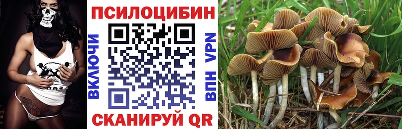 наркотики  Ладушкин  Псилоцибиновые грибы мицелий 